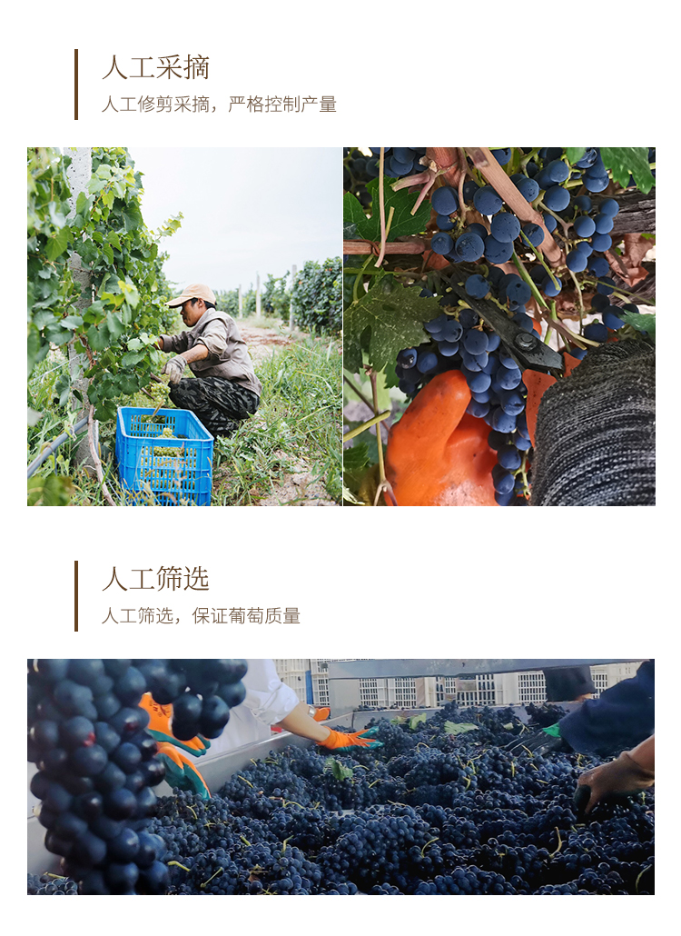 红酒详情-11_06.jpg