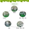 恩情绿茶